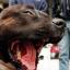 Dangerous dogs are city-wide menace