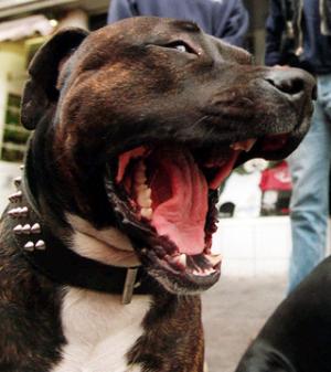 Dangerous dogs are city-wide menace