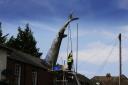 The Headington shark being removed by workmen