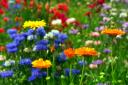 Bursting into life: A mix of English wild flowers