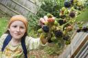 Rich pickings: Lucy Fletcher picks blackberries in the Barracks Lane community garden