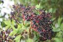 Elderberries abound in autumn and are one of the things you can forage – if you have permission from the landowner