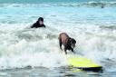 Owner Kevin Fallon watches Sherrie the surfing dog take to a board at Compton Bay