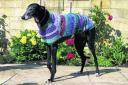 This retired greyhound looks very much at ease modelling the latest in seasonal wear