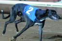 Zodiac Zeus who was a leading fancy for last year's Trafalgar Cup, is hoping for better luck in tonight’s Oxfordshire Stakes in the second heat at Oxford Stadium tonight