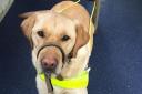 Disabled Space - Attempt to ban my guide dog turned meal sour