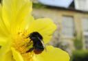 Queen Red-tailed bumblebee (Bombus lapidarius) feeding on Yellow tree peony. Picture: 2020Vision