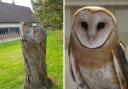 The tree in Abingdon, and a barn owl. But which is which? Pictures: Dean Jeacock/ Pixabay