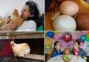 PHOTOS: 'Superstar' chicken who plays fetch changed owner's life.