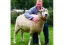Adam Henson with one of his Cotswold flock