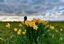 Daffodils at Brill Windmill