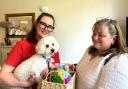 Four-year-old rescue poodle Millie at Headington Care Home