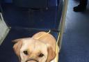 Disabled Space - Attempt to ban my guide dog turned meal sour