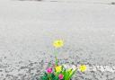 Residents in Bicester take pothole problems into their own hands by planting flowers in the cracks