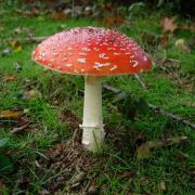 Nine hundred species of fungi, such as the fly agaric, have been recorded at Warburg. Picture: Kate Dent