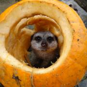 Cotswold wildlife park animals celebrate halloween with pumpkins -meerkat