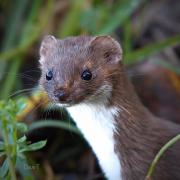 A weasel hunting by flooded meadows. Picture by Dave Taylor?