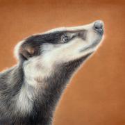 Badger by Charlotte Marlow