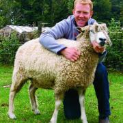 Adam Henson with one of his Cotswold flock