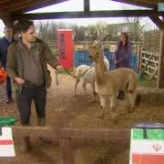 Alfie the Alpaca on Fairytale Farm