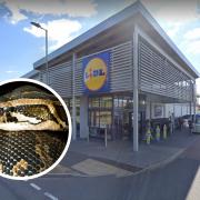Snake allegedly spotted being carried around in Lidl store