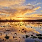 Flooded fields in Cote at sunrise. Photo: Mark Guschtscha