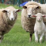Stock image of sheep