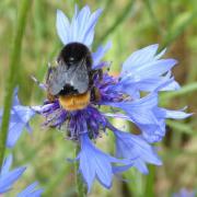 There will be a bumblebee talk on April 24