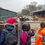 The cubs were very excited to meet the donkeys!