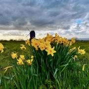 Daffodils at Brill Windmill