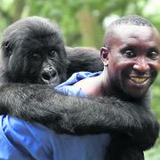 World picture: Virunga follows the rangers looking after gorillas in the Democratic Republic of Congo’s Virunga National Park