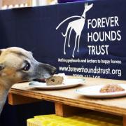 Snuff judging.Buscot Park stately home near Faringdon hosted a Great Barking Bake Off where dog owners made delicious treats for their pets on Sunday, September 18, 2016...
