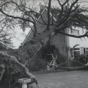 Gales toppled cedar in front of a house in Cuddesdon