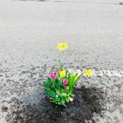 Residents in Bicester take pothole problems into their own hands by planting flowers in the cracks