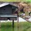 Wet enough for Ducks?