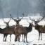 Deer stand in the snow at The Deer Park at Studley Royal Park near Ripon, North Yorkshire as freezing temperatures continue