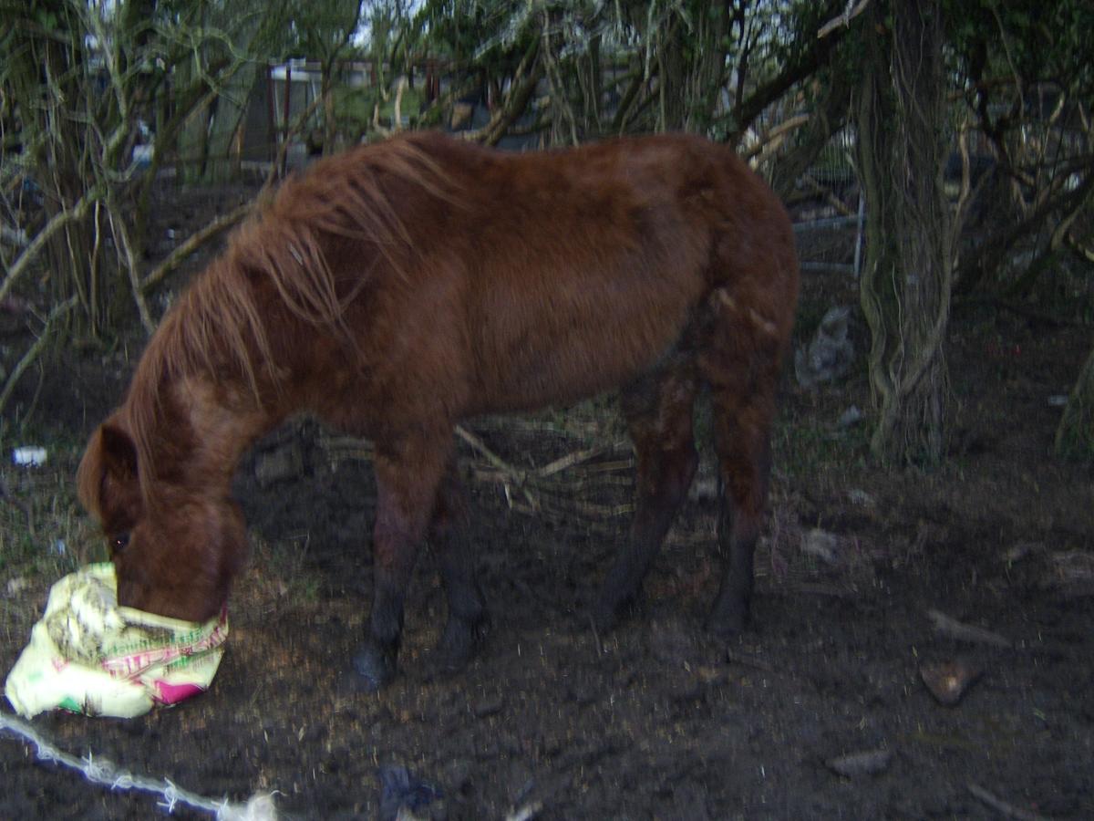 Pictures taken by the RSPCA showing the squalor the animals lived in at Crunchy's animal sanctuary.