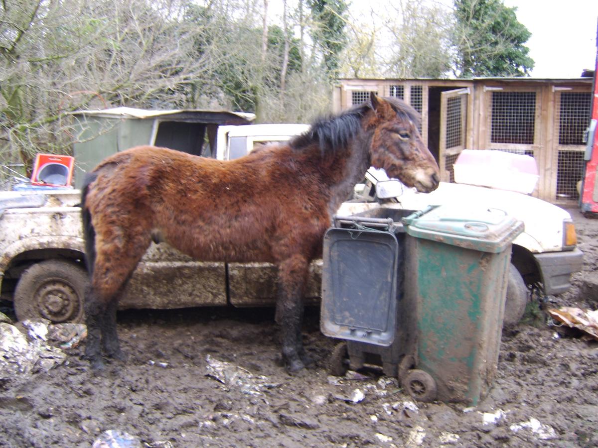Pictures taken by the RSPCA showing the squalor the animals lived in at Crunchy's animal sanctuary.