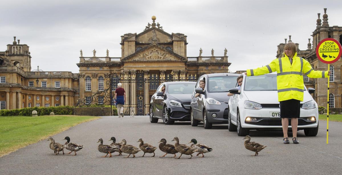 Blenheim Palace Ducks
