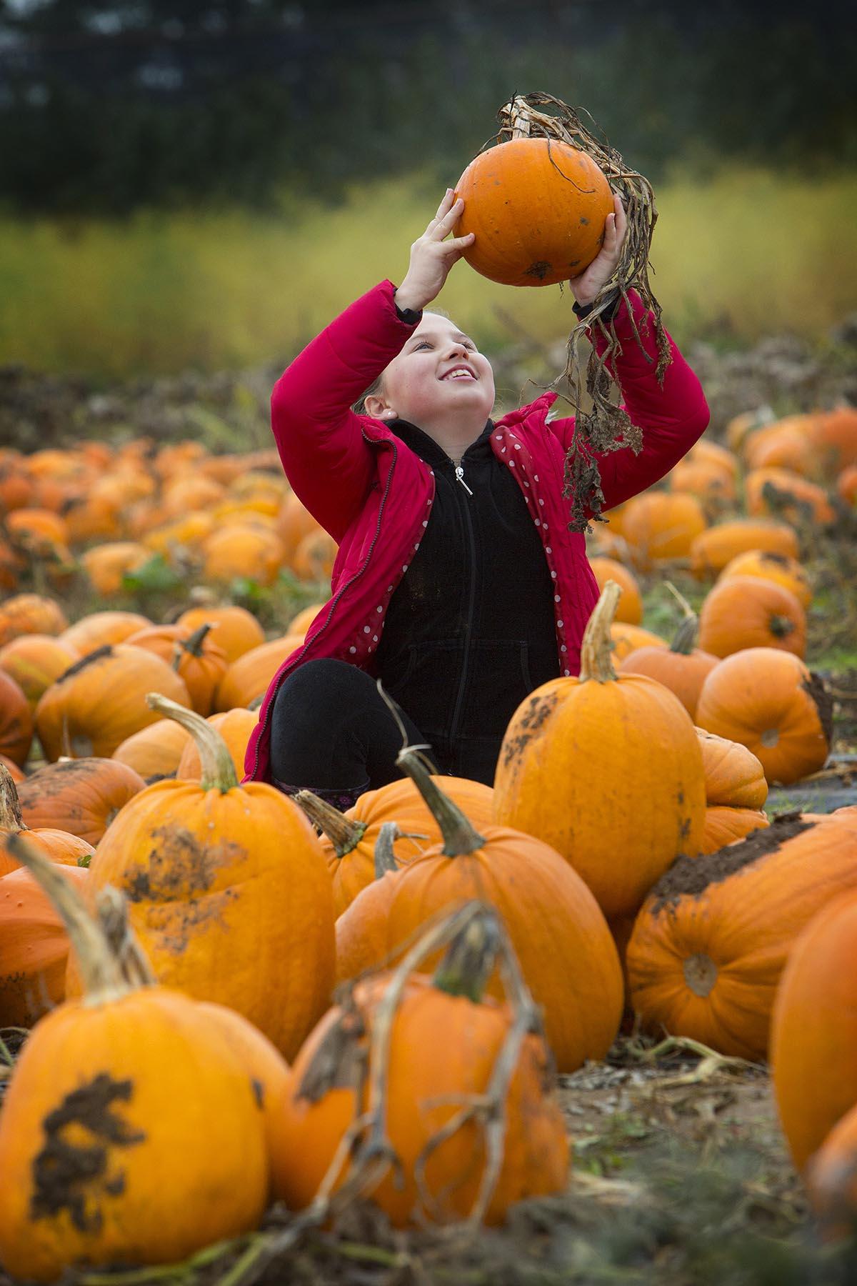Eleanor Dance, 10, among thousands of pumpkins at Millets Farm