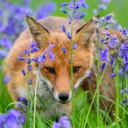 A fox in the bluebells. Photo: Jason Hornblow