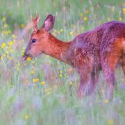 A deer eating buttercups.