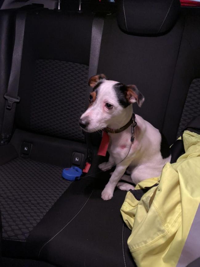 TVP Oxford tweeted this picture after taking the puppy
