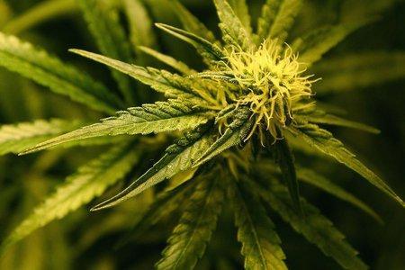 Albanian cannabis farmer had crossed English Channel illegally