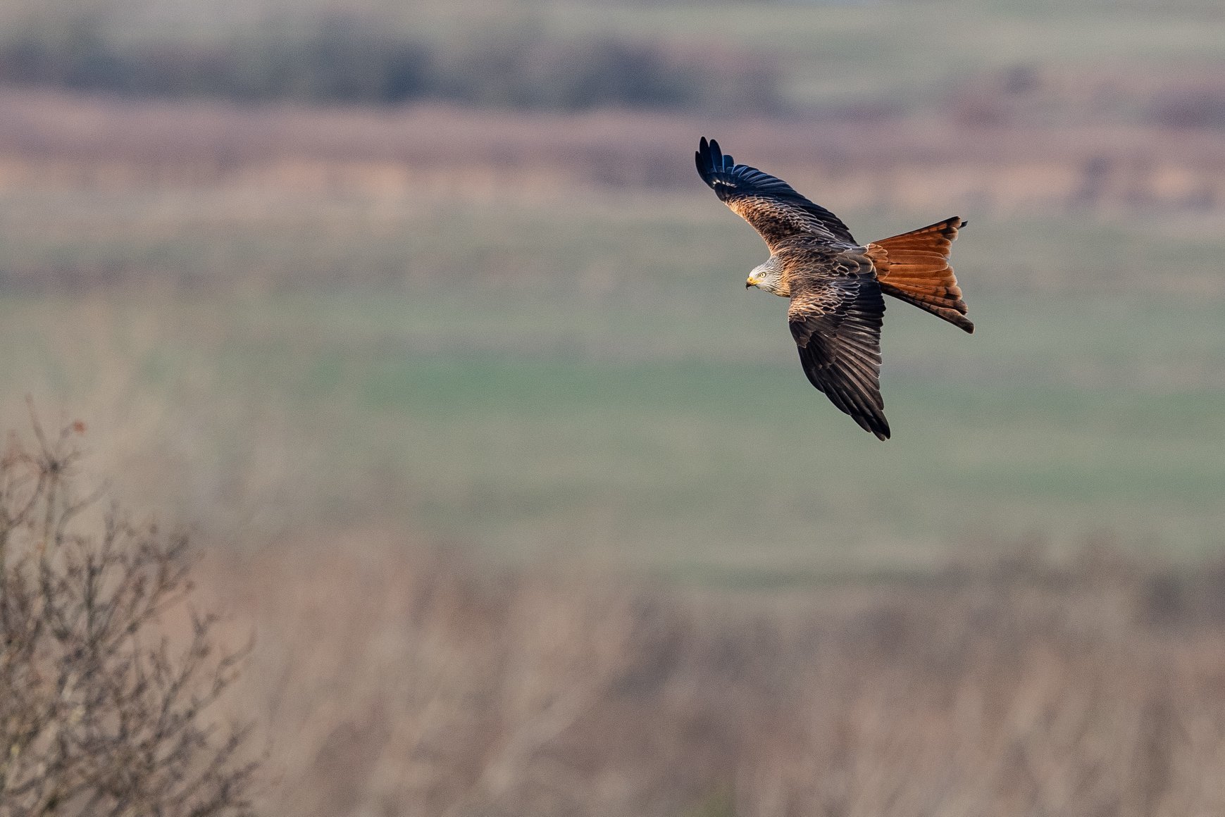 Red Tailed Kite at RSPB Otmoor, Oxfordshire by Anthony Morris3