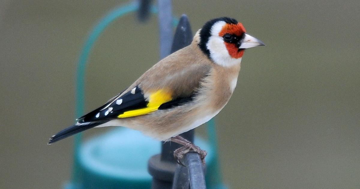 Build a Bird Box in Bicester's Garth Park this weekend - Vimarsana News