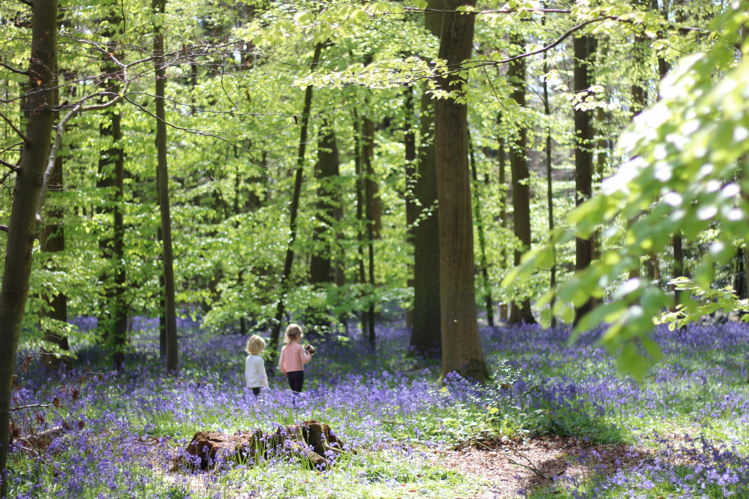Children enjoying the spring bluebells in the Chilterns Area of Outstanding Natural Beauty.