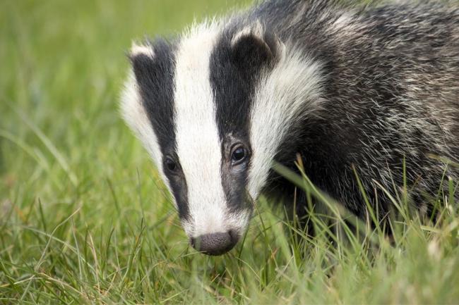 Stock image of a badger