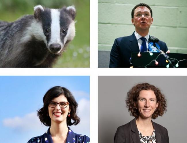 Oxfordshire MPs Robert Courts, Layla Moran and Anneliese Dodds have spoken on the badger cull being extended to the county