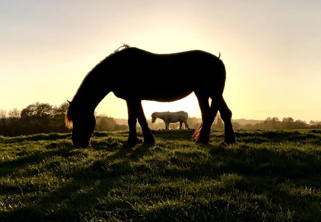 An Oxford teenager has won a national award for her picture taken at Port Meadow. Picture: Eleanor Ramsey